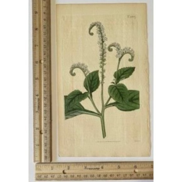 Indian Turnsole or Heliotrope - Curtis's Botanical Mag. 1815 / 1816 Print #1837 - Picture 1 of 4